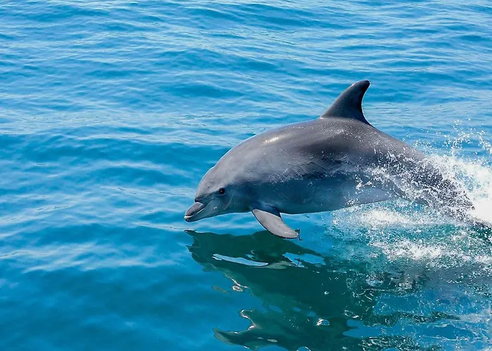 V3, Belo Horizonte Near Beach, فيلة *